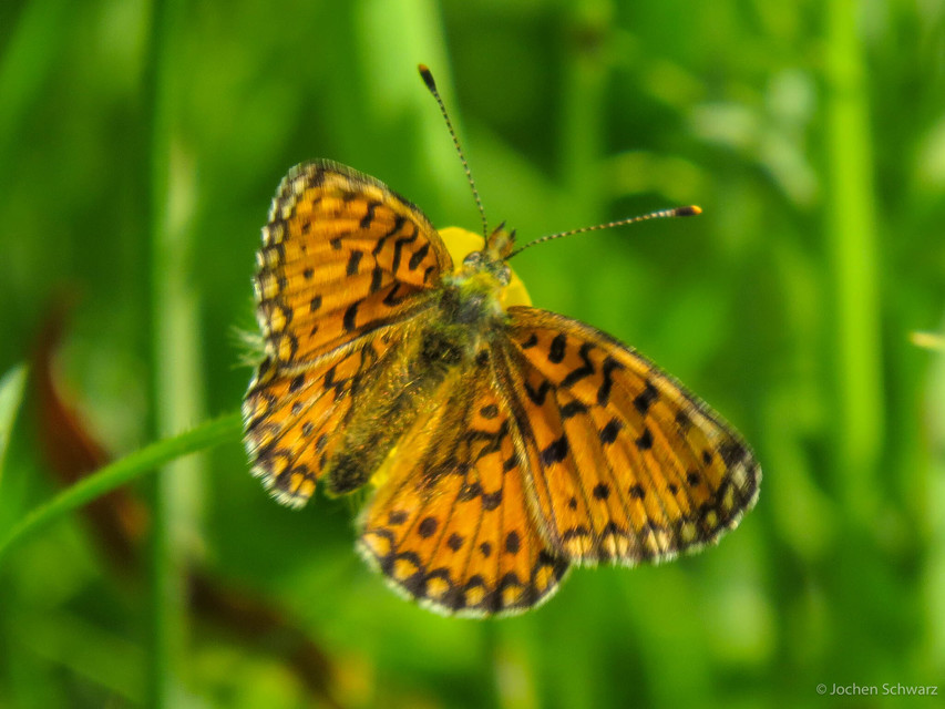 Boloria selene - fakó gyöngyházlepke