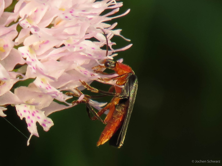 Cantharis pellucida - ligeti lágybogár