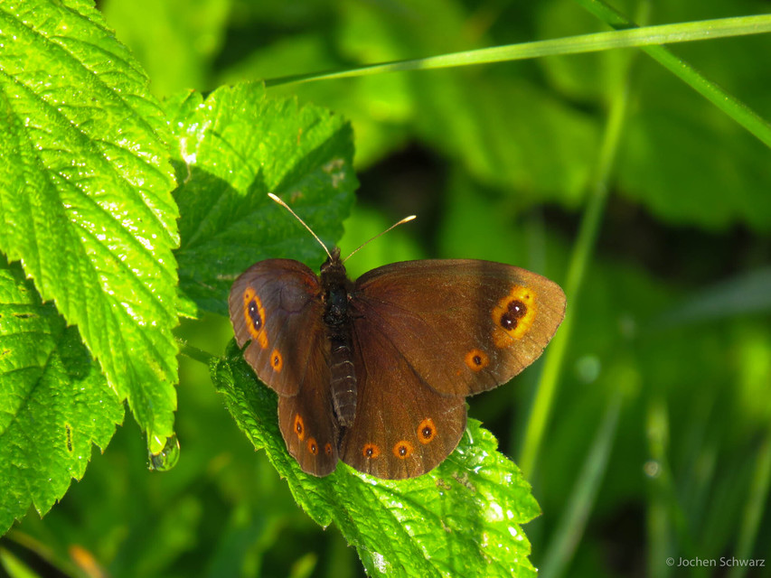 Erebia medusa - tavaszi szerecsenlepke