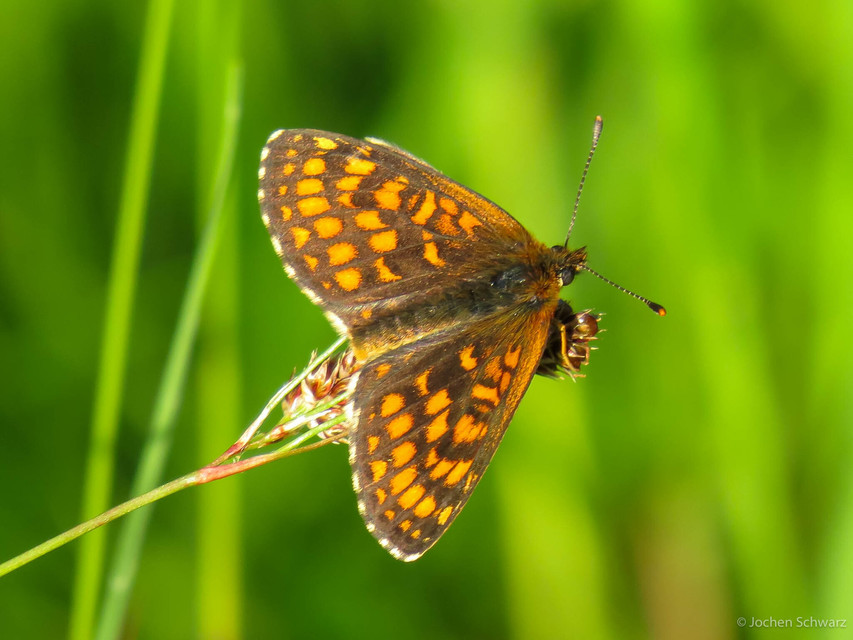 Melitaea aurelia - recés tarkalepke