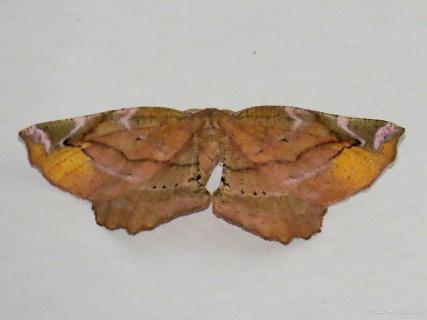 Apeira syringaria - orgona-araszoló