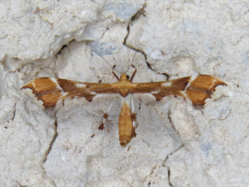 Cnaemidophorus rhododactyla - rózsabogyó-tollasmoly