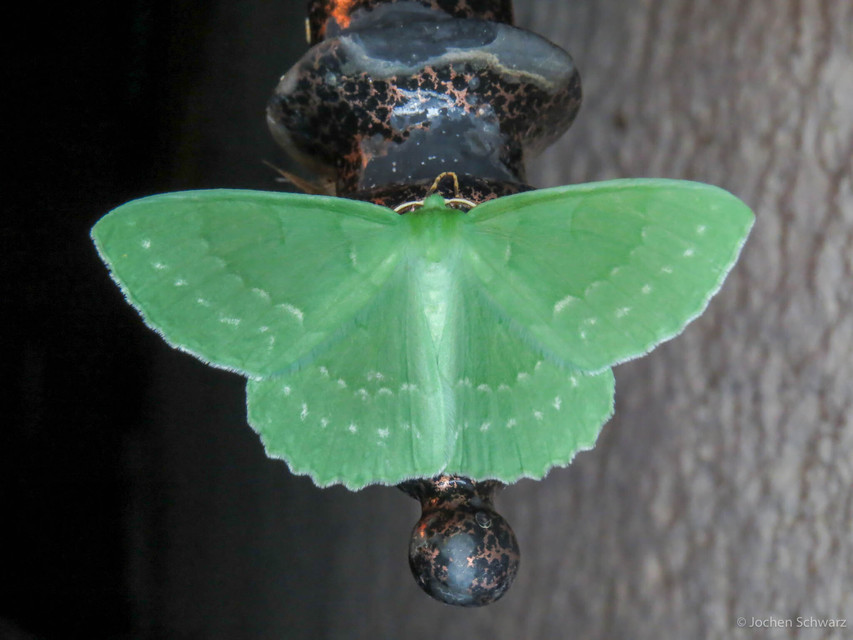 Geometra papilionaria - nagy zöldaraszoló