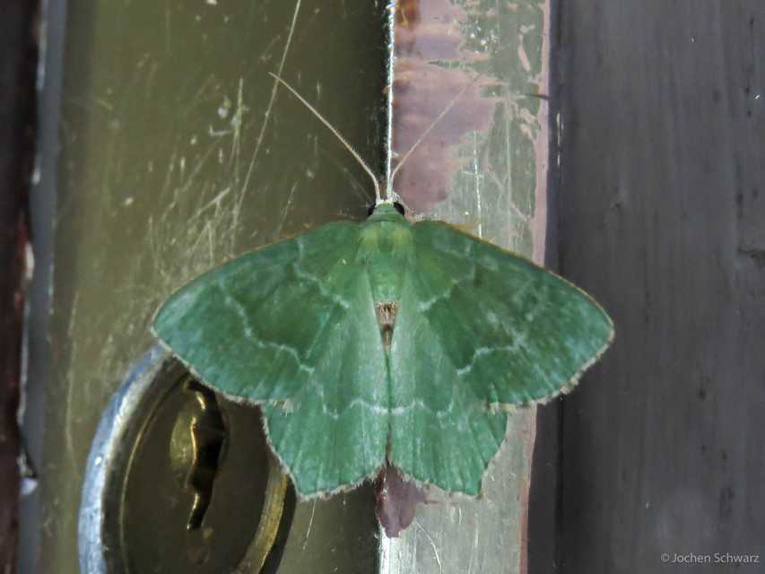 Hemithea aestivaria - nyír-zöldaraszoló