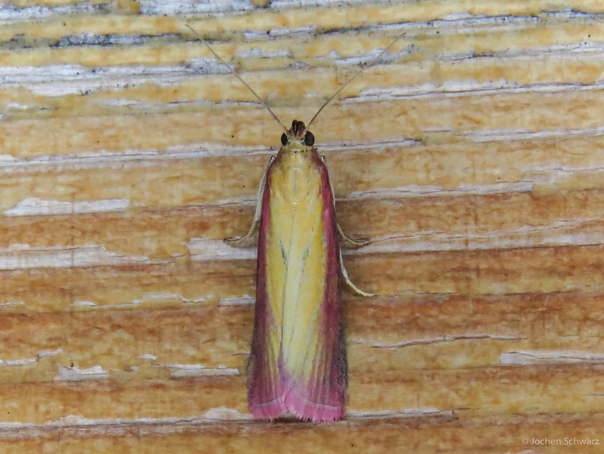 Oncocera semirubella - lucernamoly