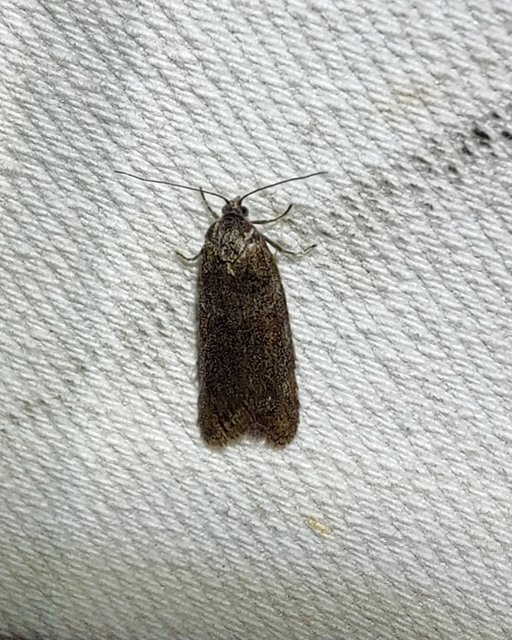 Tortricodes alternella - tavaszi sodrómoly