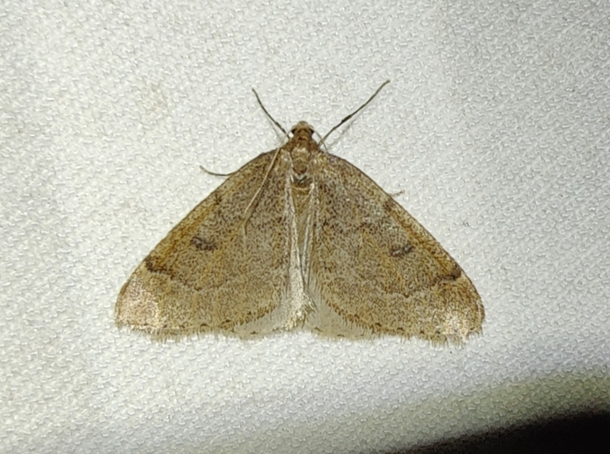 Theria rupicapraria - tavaszi kökényaraszoló