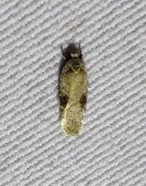 Agonopterix alstromeriana - bürök-laposmoly