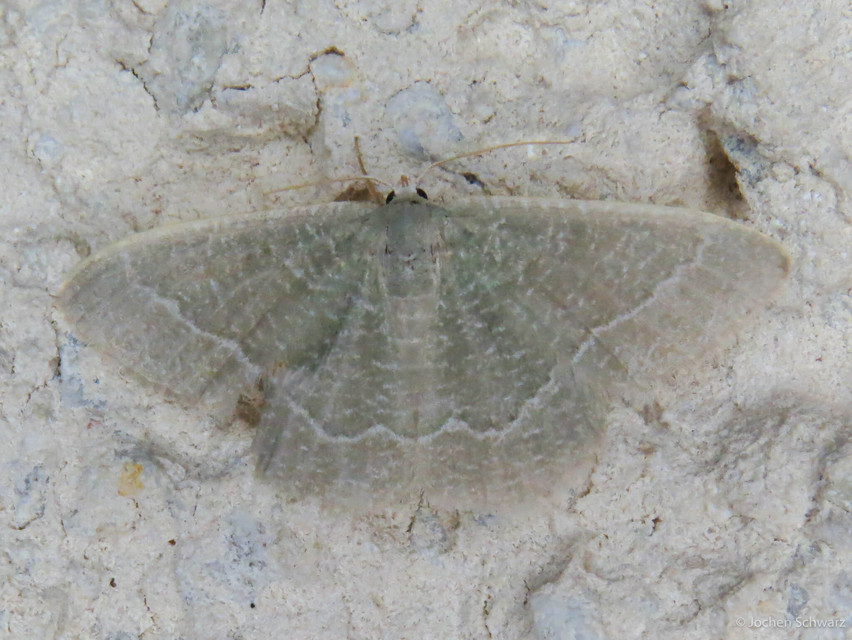 Phaiogramma etruscaria - fehérpettyes zöldaraszoló