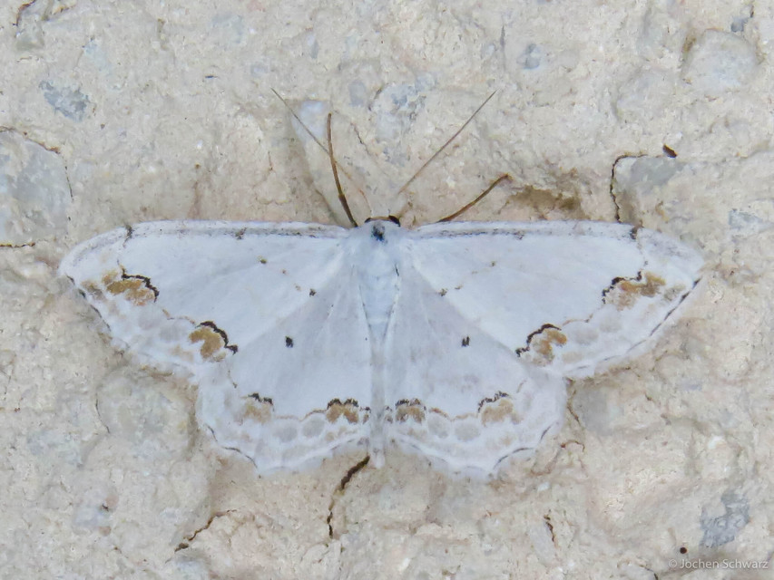 Scopula ornata - díszes fehéraraszoló