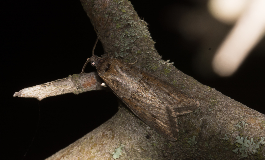 Tortricodes alternella - tavaszi sodrómoly