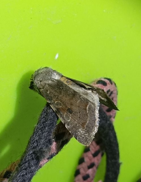Orthosia incerta - változékony barkabagoly