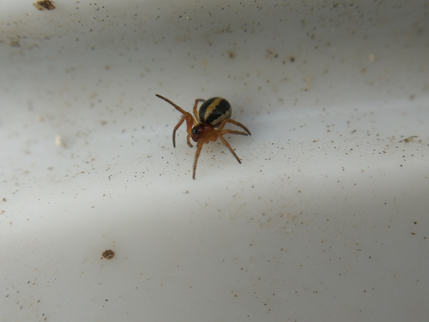 Hypsosinga