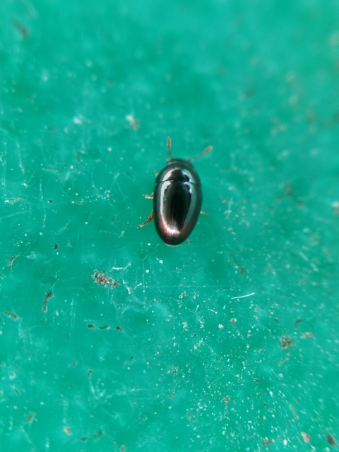 Phalacridae - kalászbogárfélék Phalacridae - kalászbogárfélék
