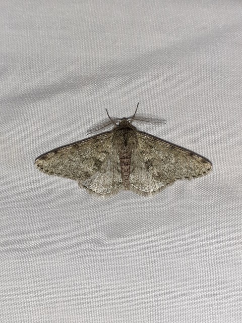 Apocheima pilosaria - zöldes tavasziaraszoló