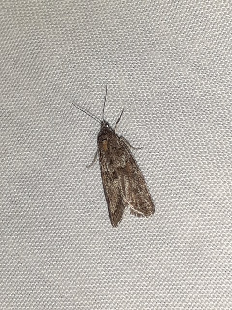 Tortricodes alternella - tavaszi sodrómoly