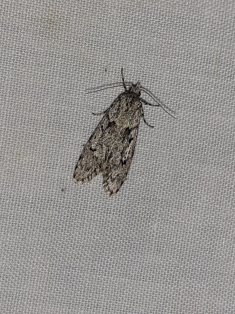 Diurnea fagella - szürke tavaszimoly
