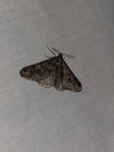 Agriopis leucophaearia - tölgy-tavasziaraszoló