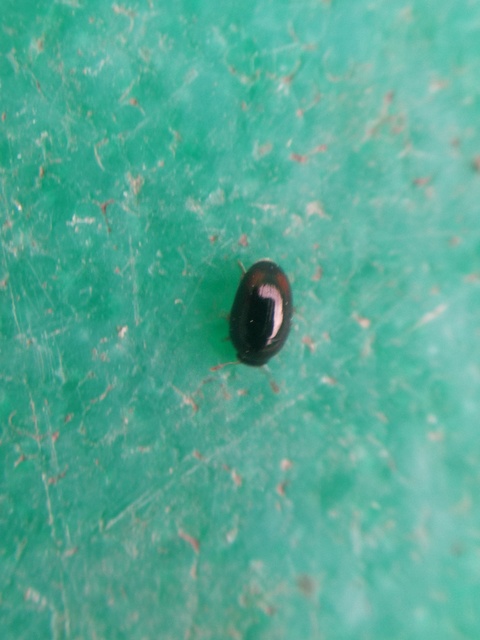 Phalacridae - kalászbogárfélék Phalacridae - kalászbogárfélék