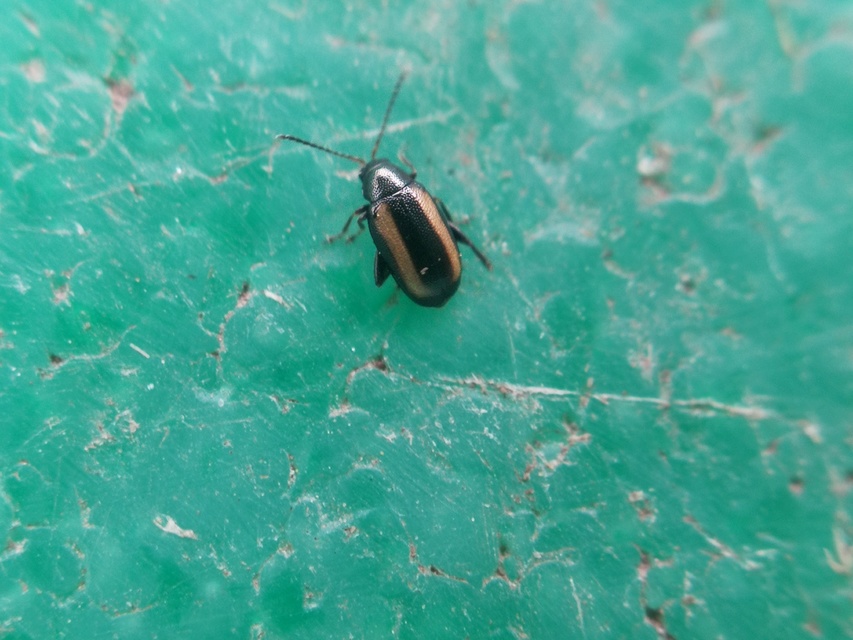 Phyllotreta vittula - muharbolha