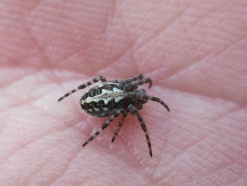 Aculepeira