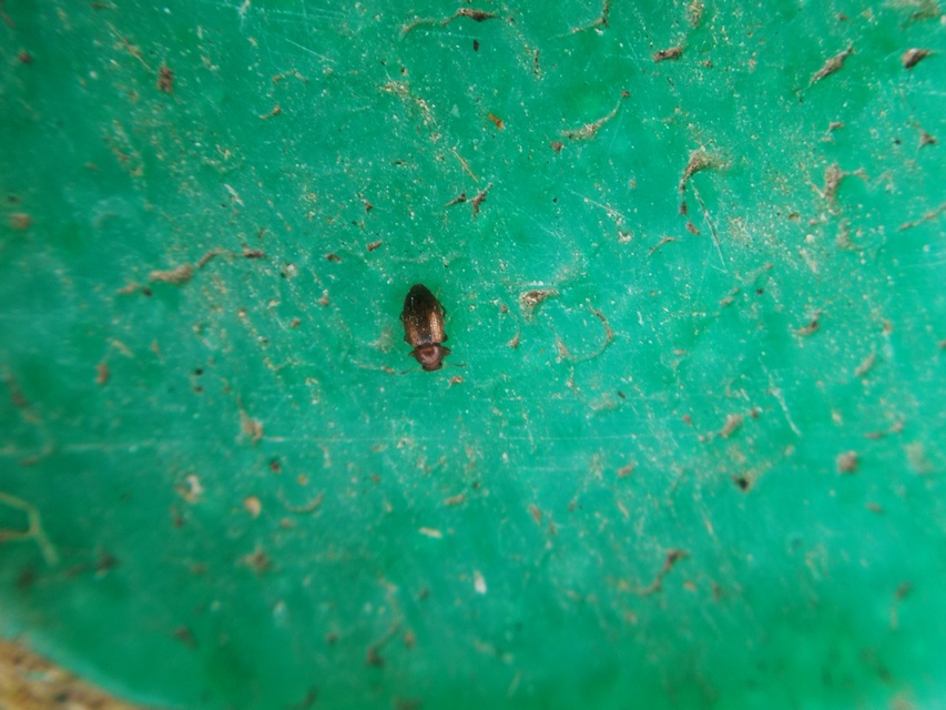 Cryptophagidae - penészbogárfélék