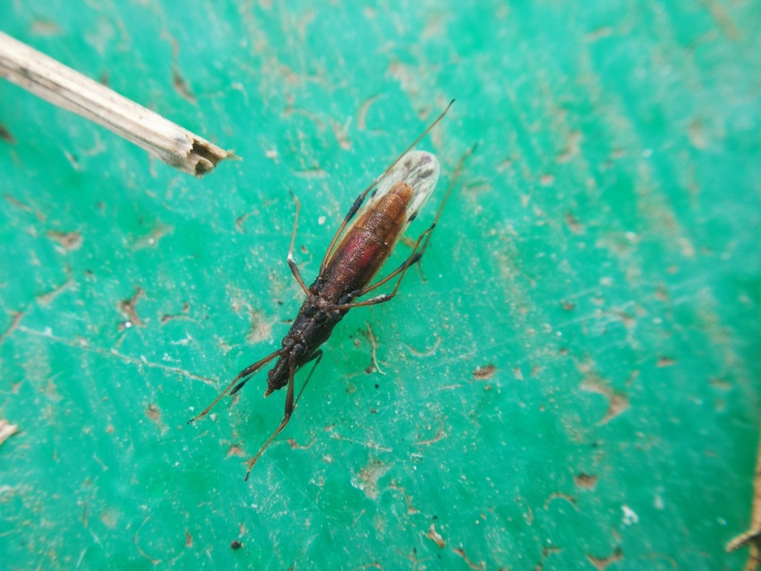 Berytinus