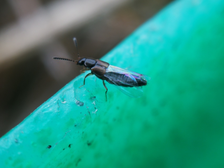 Atheta