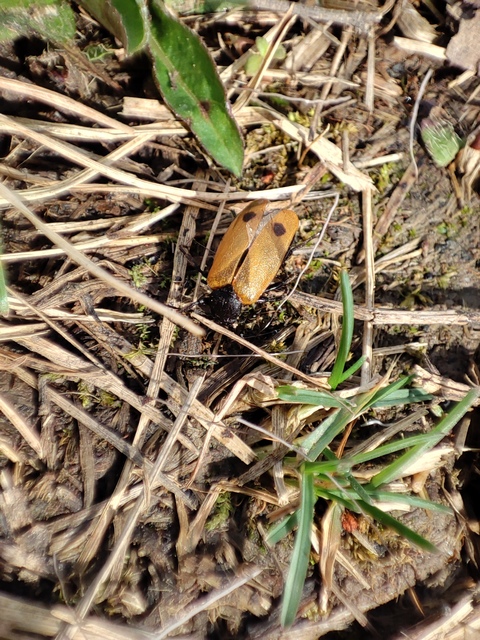 Apalus bimaculatus - kétfoltos élősdibogár