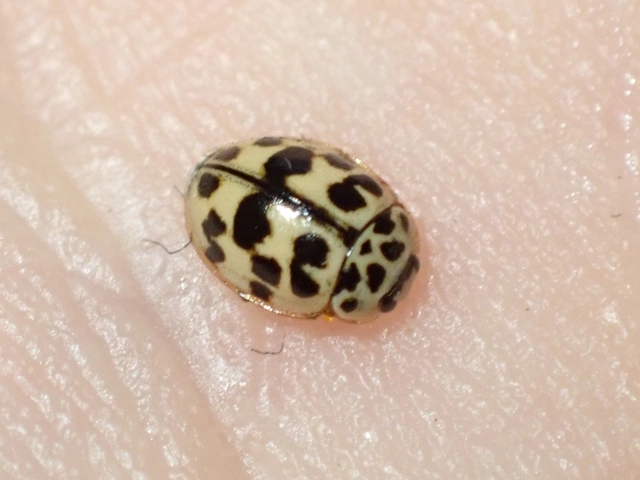 Oenopia conglobata - rózsás katica
