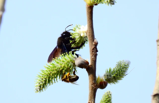 Xylocopa violacea - kék fadongó