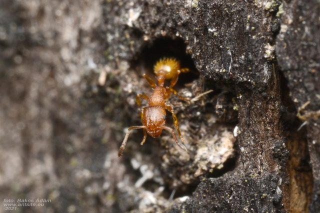 Temnothorax unifasciatus - gyűrűs kéreghangya
