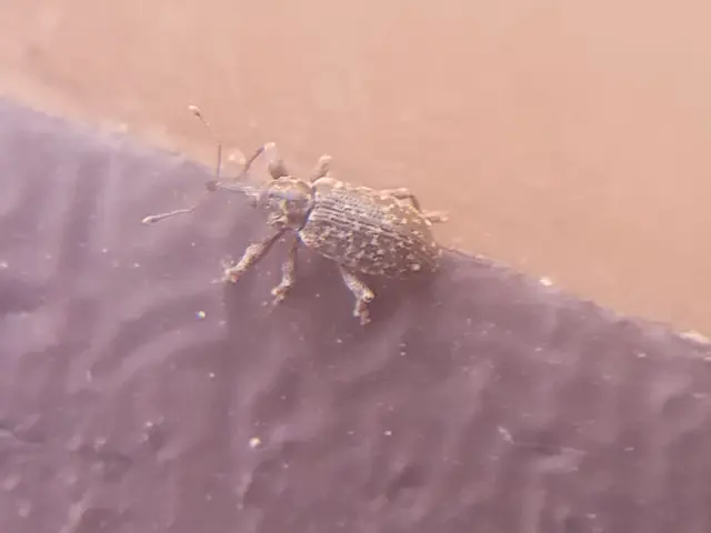 Dorytomus