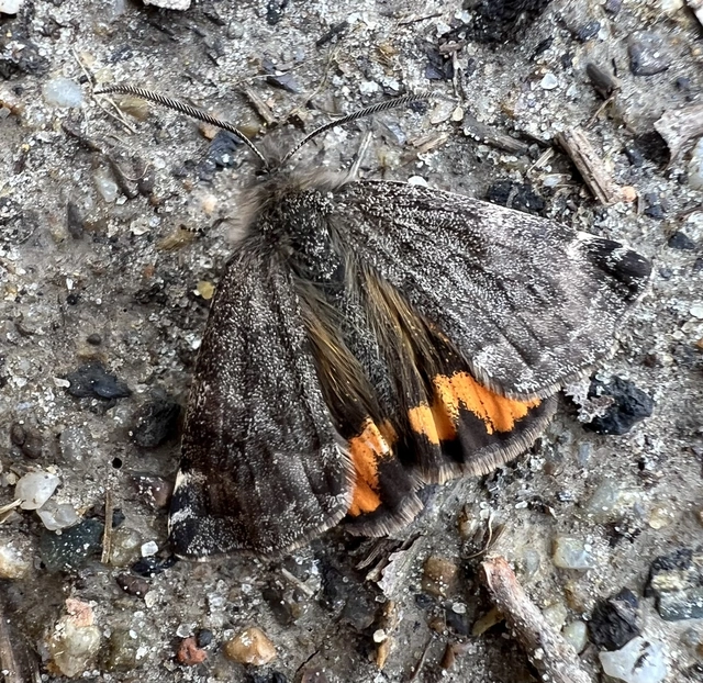 Boudinotiana notha - vörhenyes nappaliaraszoló