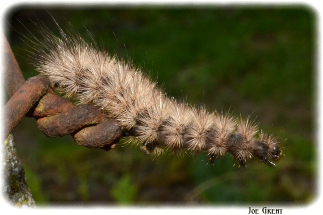 Phragmatobia fuliginosa - füstös medvelepke