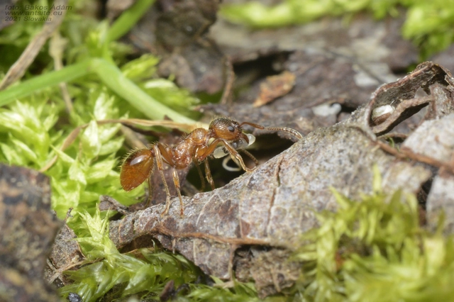 Myrmica rubra - közönséges bütyköshangya