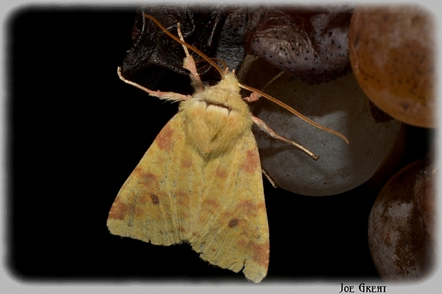 Cirrhia icteritia - nyárfa-sárgabagoly