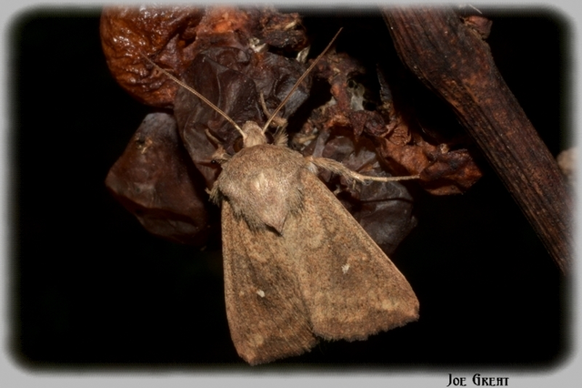 Mythimna albipuncta - fehérpettyes rétibagoly