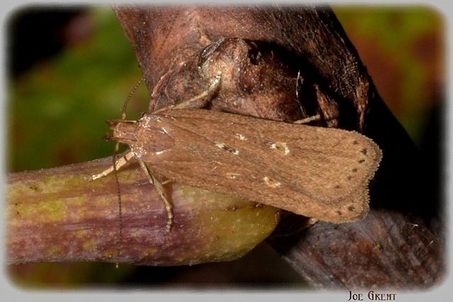 Helcystogramma triannulella - szuláksodró lápimoly