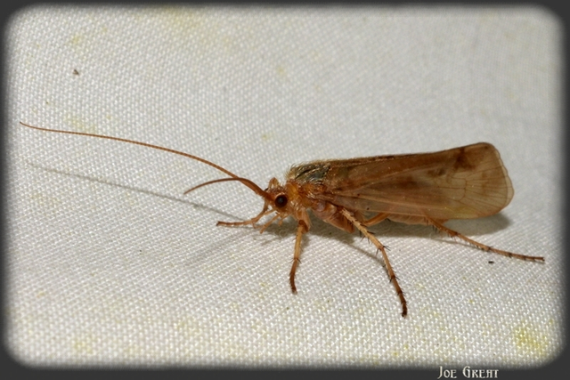 Trichoptera - Tegzesek