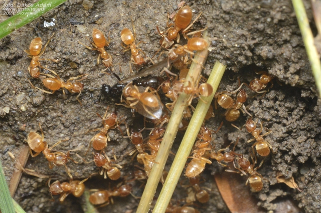 Lasius flavus - gyakori borostyánhangya
