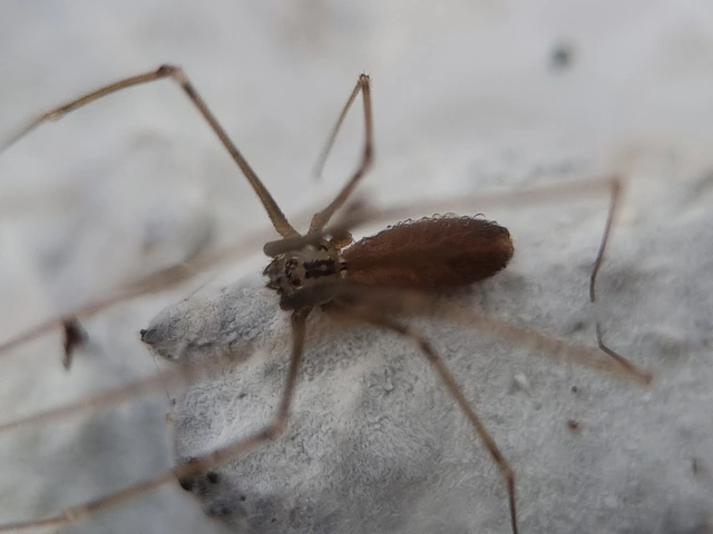 Pholcus opilionoides - kis álkaszáspók