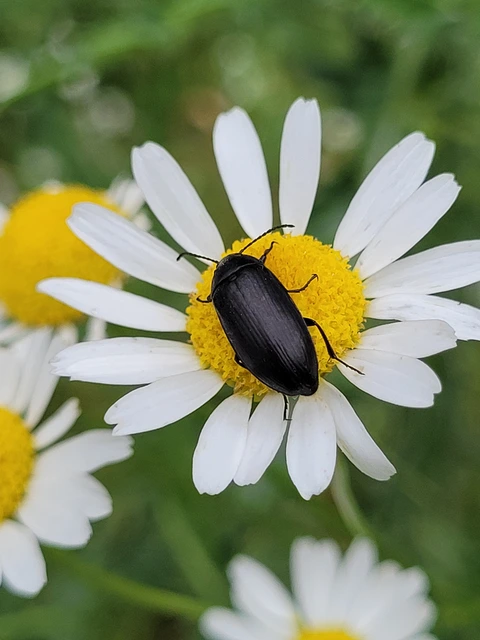 Podonta nigrita - szerecsenbogár