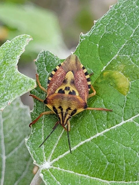 Carpocoris Carpocoris
