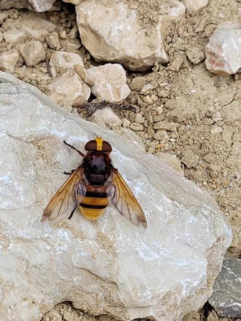 Volucella zonaria - kétöves pihelégy Volucella zonaria - kétöves pihelégy