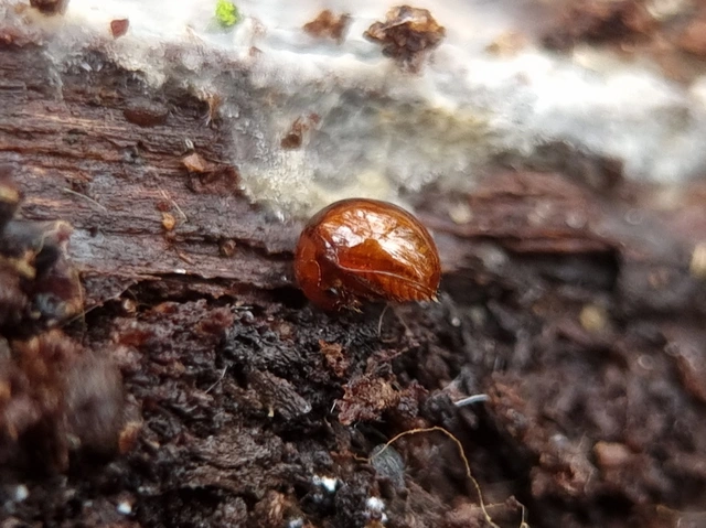 Agathidium Agathidium
