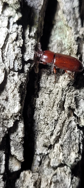 Uloma culinaris - nagy rágványbogár