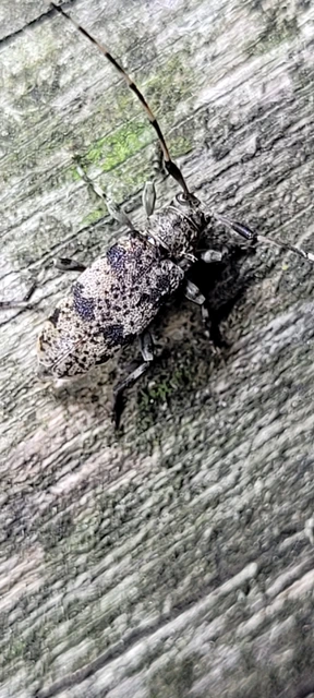 Leiopus nebulosus - öves gesztcincér