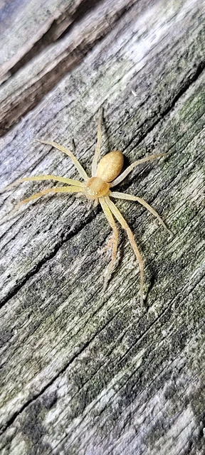 Philodromus