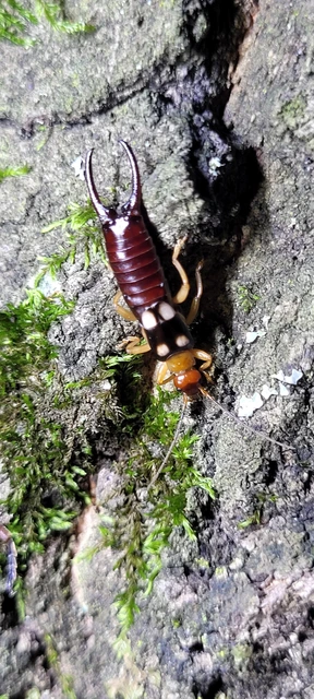 Forficula smyrnensis - szmirnai fülbemászó